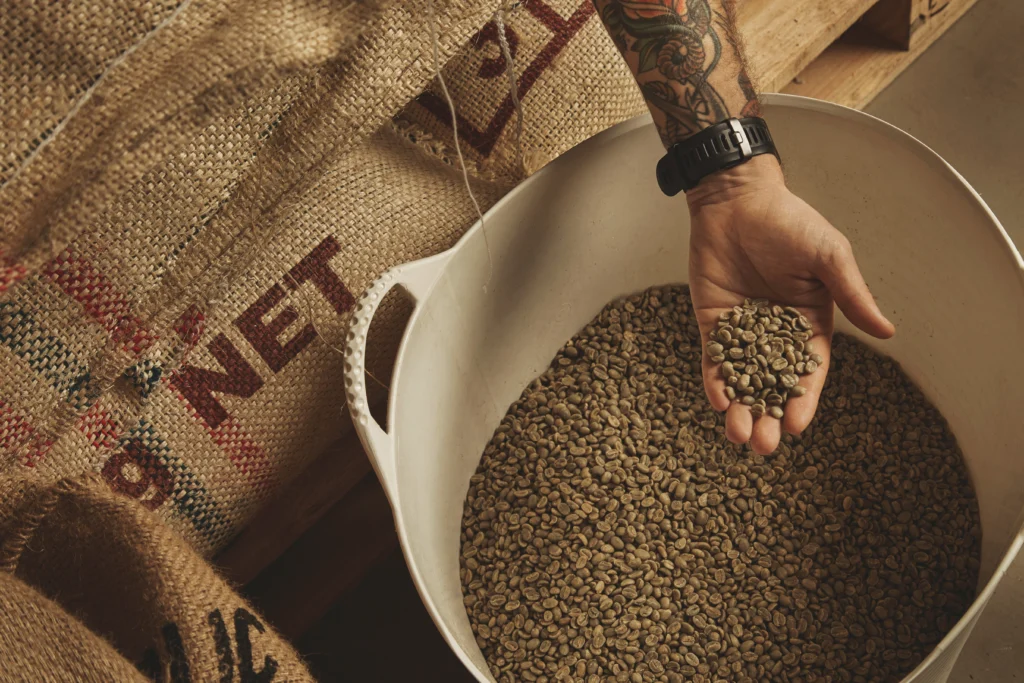 barista holds raw coffee beans