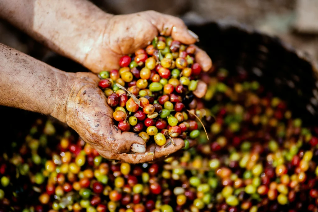koffie bessen in handen
